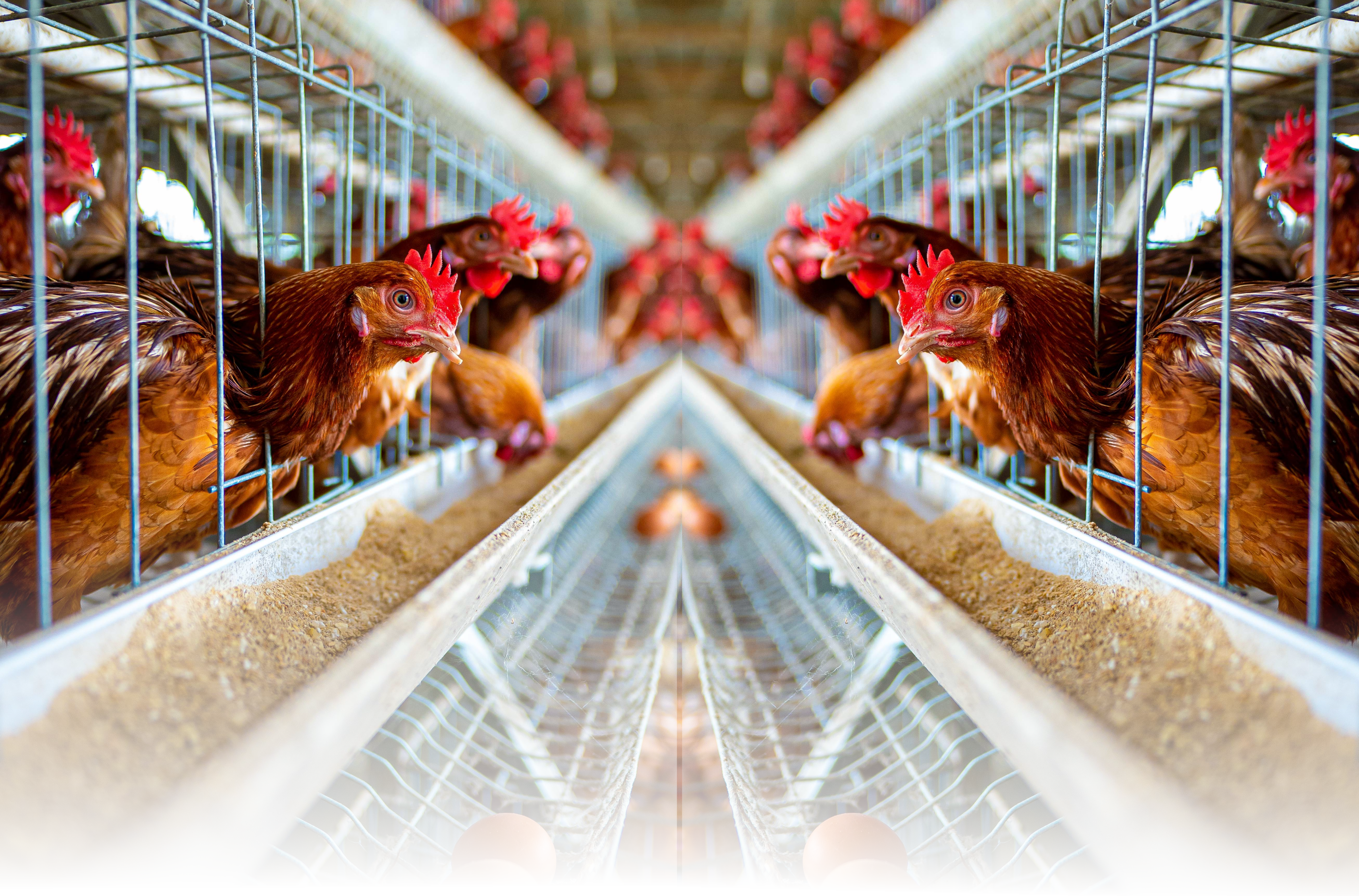 Agroeb Farms Agroeb Farms